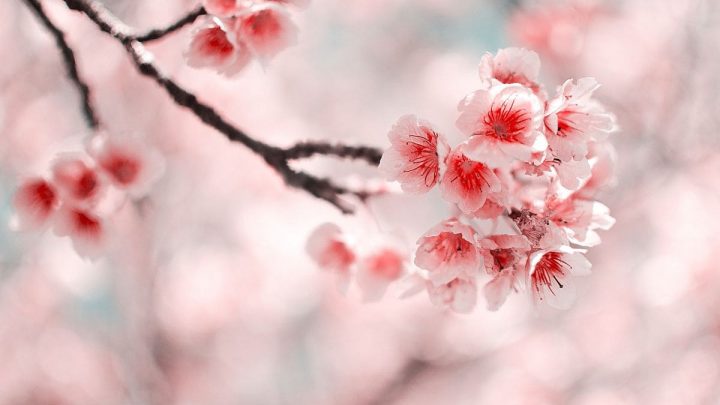 Sakura Flower Meaning: Cherry Blossom Symbolism In Japanese Culture