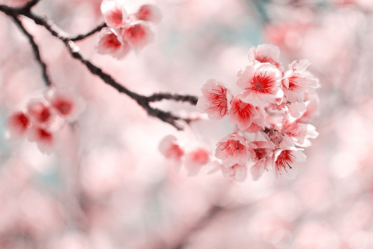 Sakura Flower Meaning Cherry Blossom Symbolism In Japanese Culture Plantisima