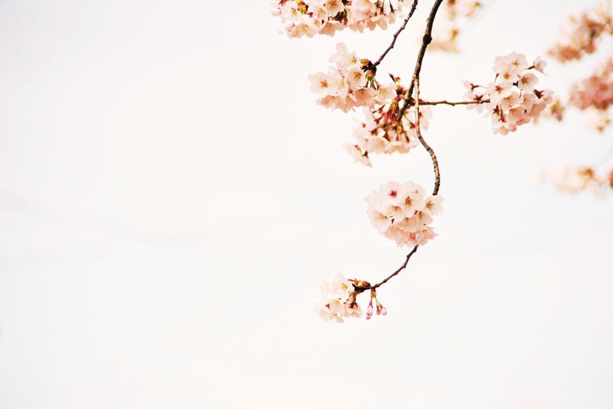 Sakura Flower Meaning Cherry Blossom Symbolism In Japanese Culture Plantisima