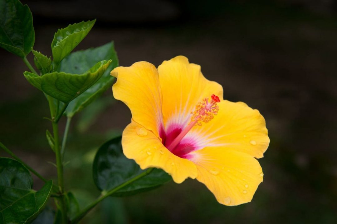 Hibiscus Indoor Plant Hibiscus Plants Care Guide Plantisima