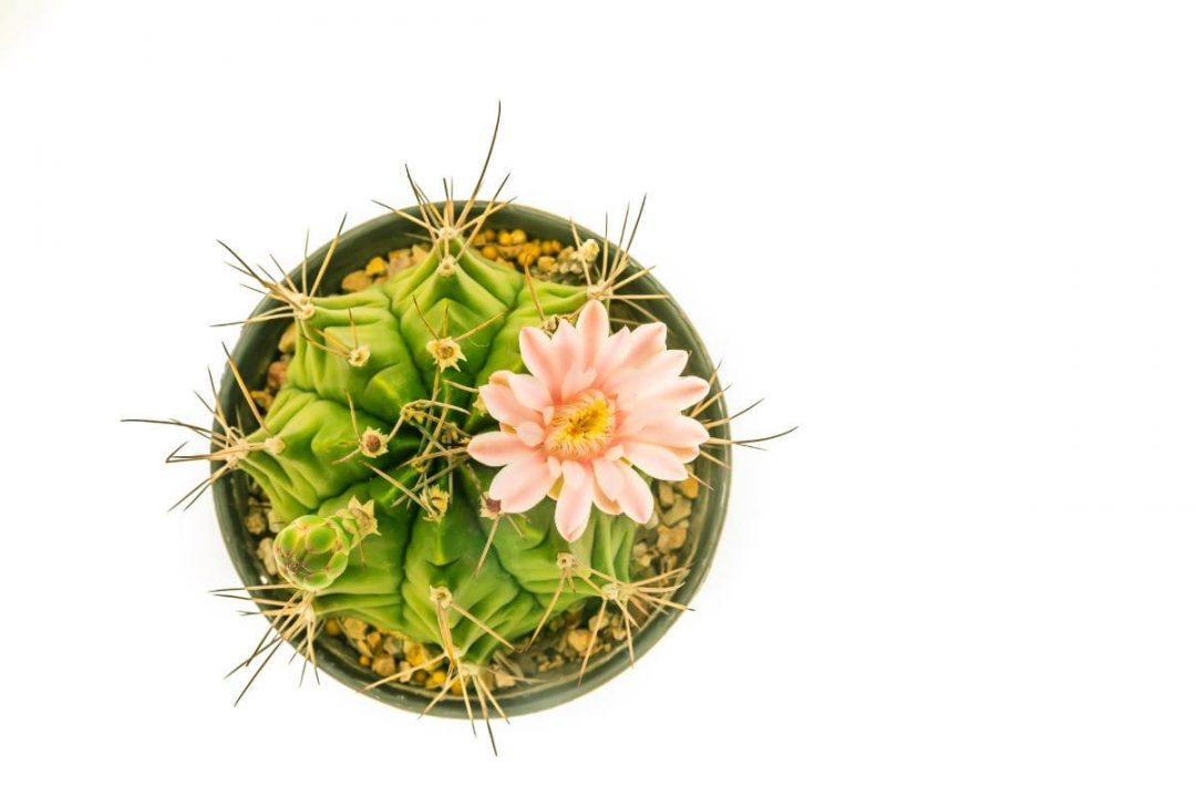 How Long Can A Cactus Go Without Water Cacti Plant Care Plantisima