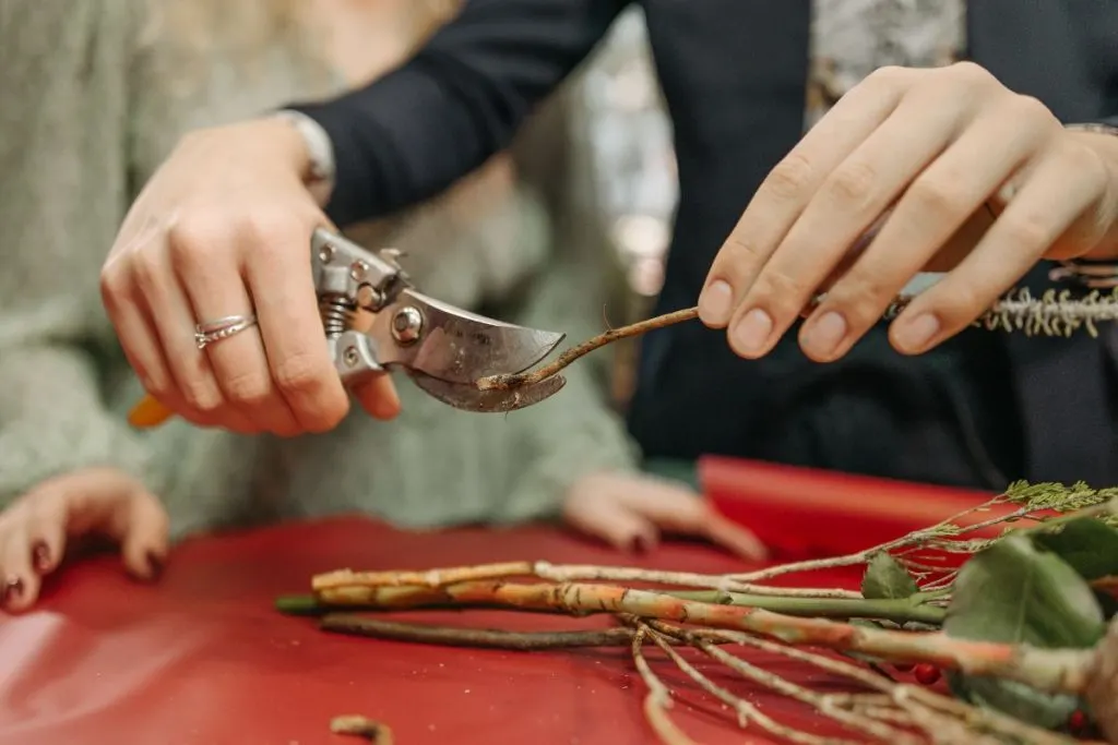 Stem-Cuttings-Propagation-Of-String-Of-Dolphins