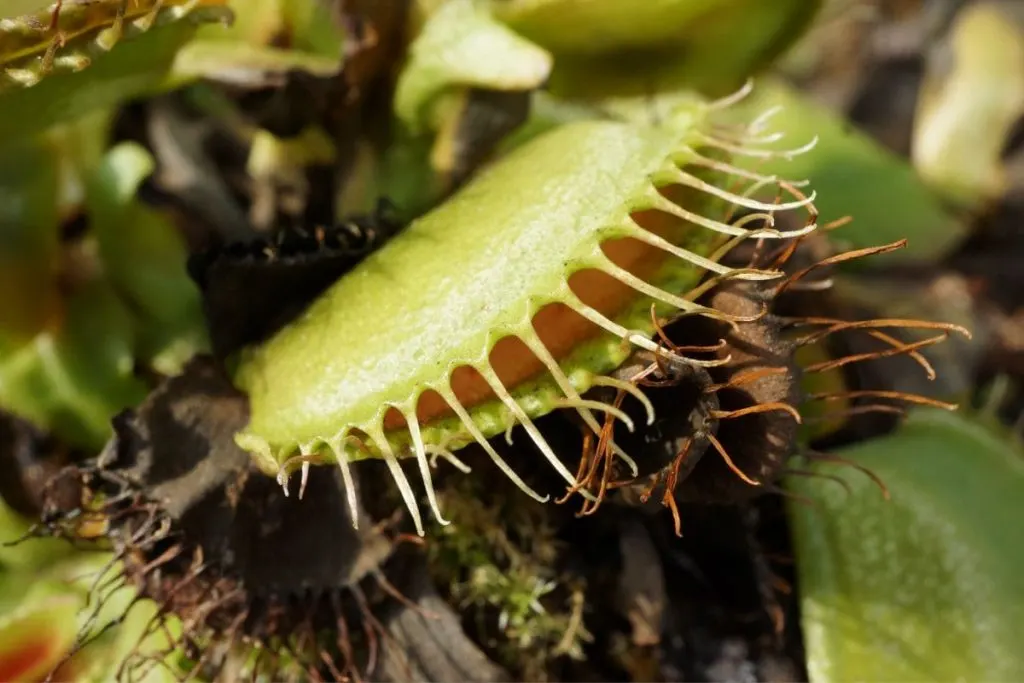 Temperature-And-Humidity-For-Venus-Flytrap-Terrarium