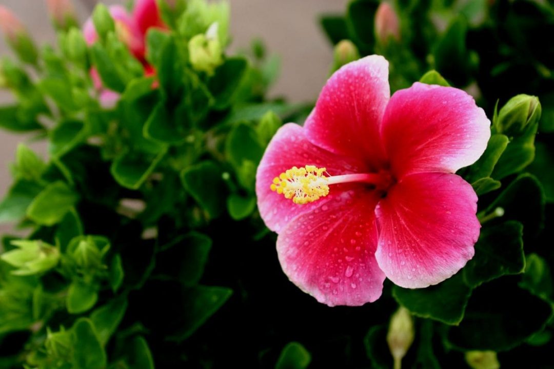 Hibiscus Indoor Plant Hibiscus Plants Care Guide Plantisima