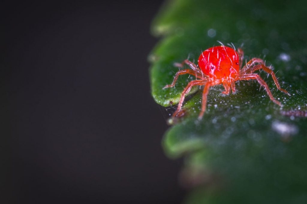 The-End-How-To-Get-Rid-Of-Spider-Mites-During-Flowering