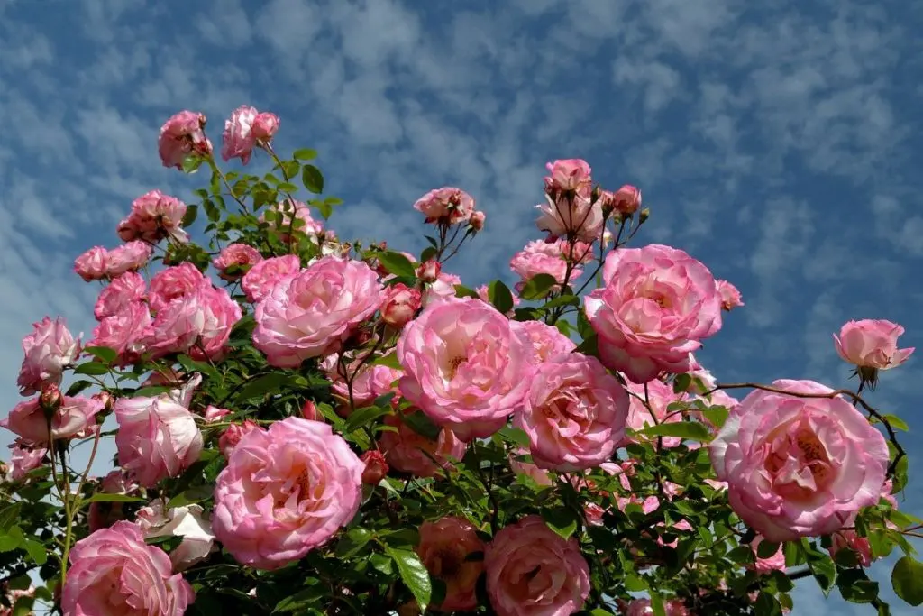 The-Meaning-Of-The-Pink-Rose-Combined-With-Other-Rose-Colors