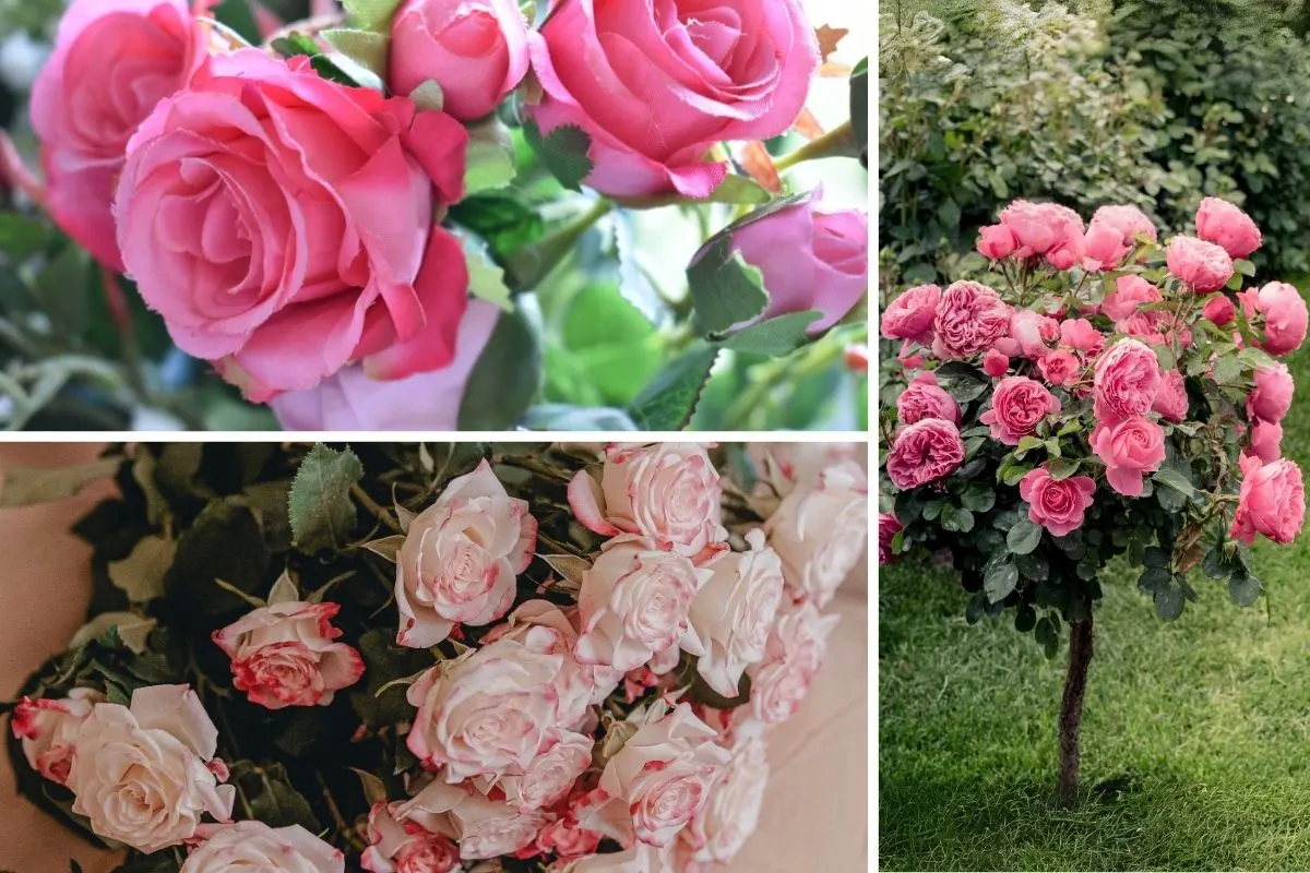 The Meaning of Pink Roses in Relationships and Their Secret Symbolism