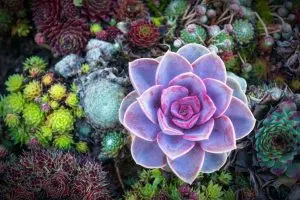 Top-85-Succulent-Quotes-And-Sayings-For-Proud-Succulent-Owners
