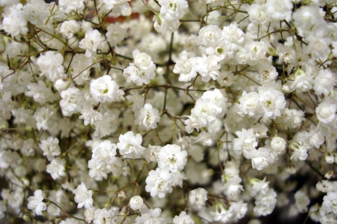 How Long Does Baby's Breath Last Babies Breath Care Guide Plantisima