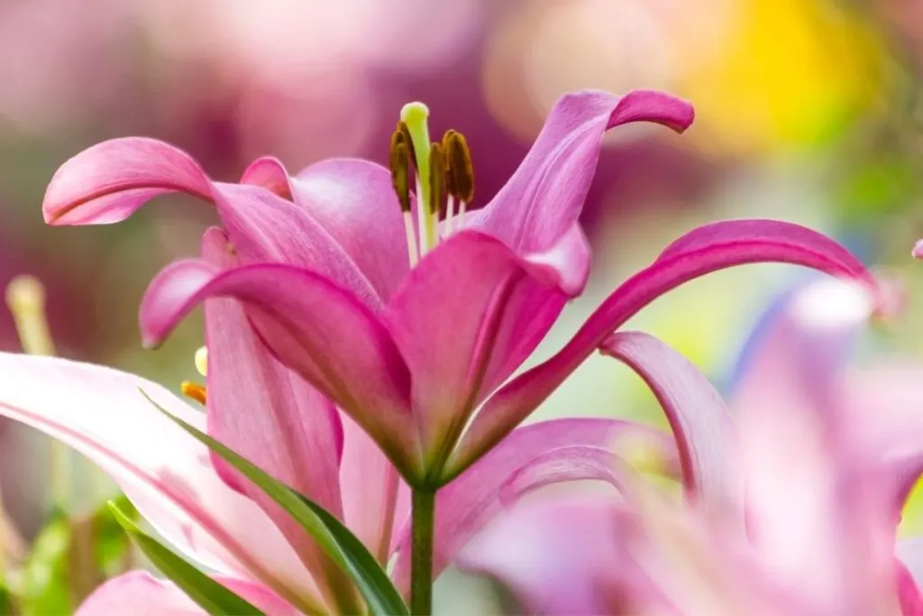 Types-Of-Lilies-Indoors-Popular-Lily-Species