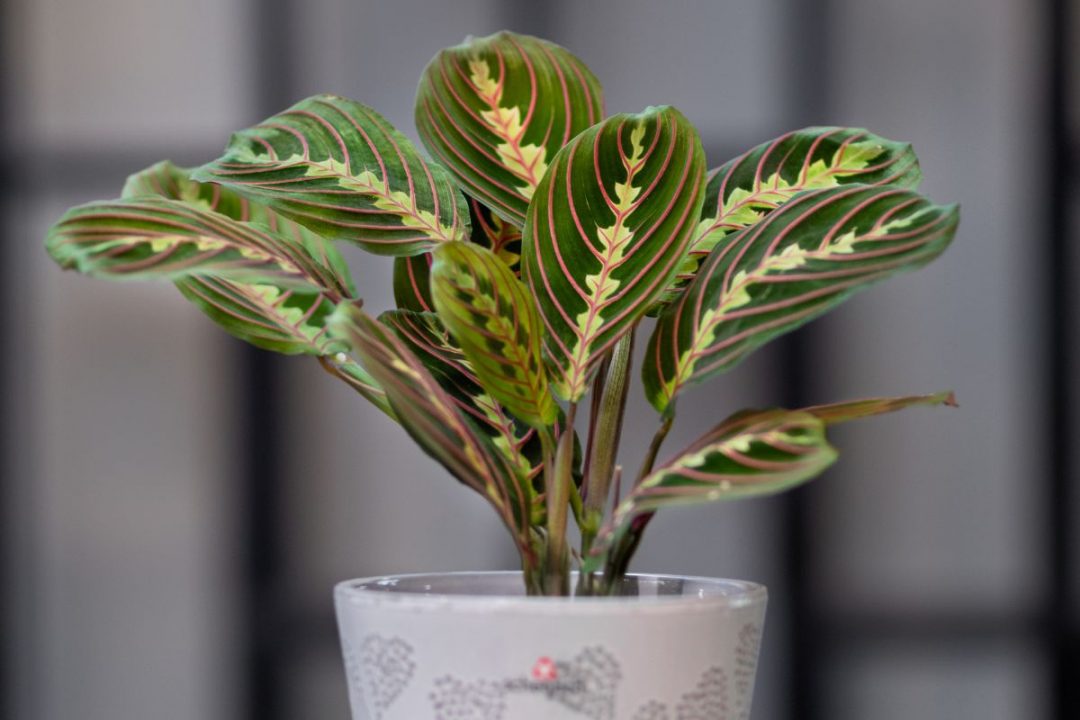 Types Of Prayer Plants 9 Prayer Plants Varieties For Your Home