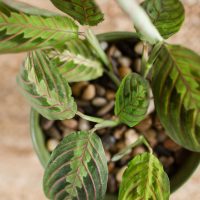 Types-of-Prayer-Plants_-9-Prayer-Plants-Varieties-For-Your-Home