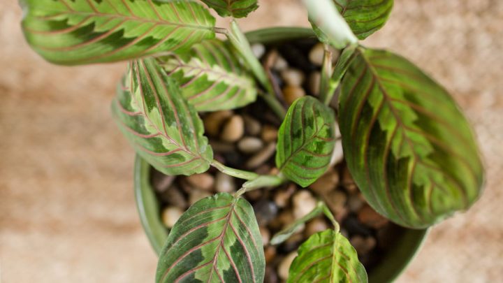Types Of Prayer Plants: 9 Prayer Plants Varieties For Your Home
