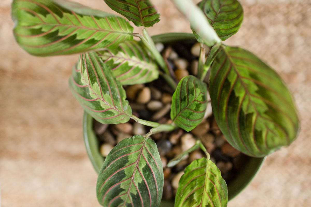 Types Of Prayer Plants 9 Prayer Plants Varieties For Your Home Plantisima