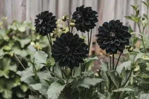 Understanding the Black Dahlia Flower and Its Symbolic Mysteries