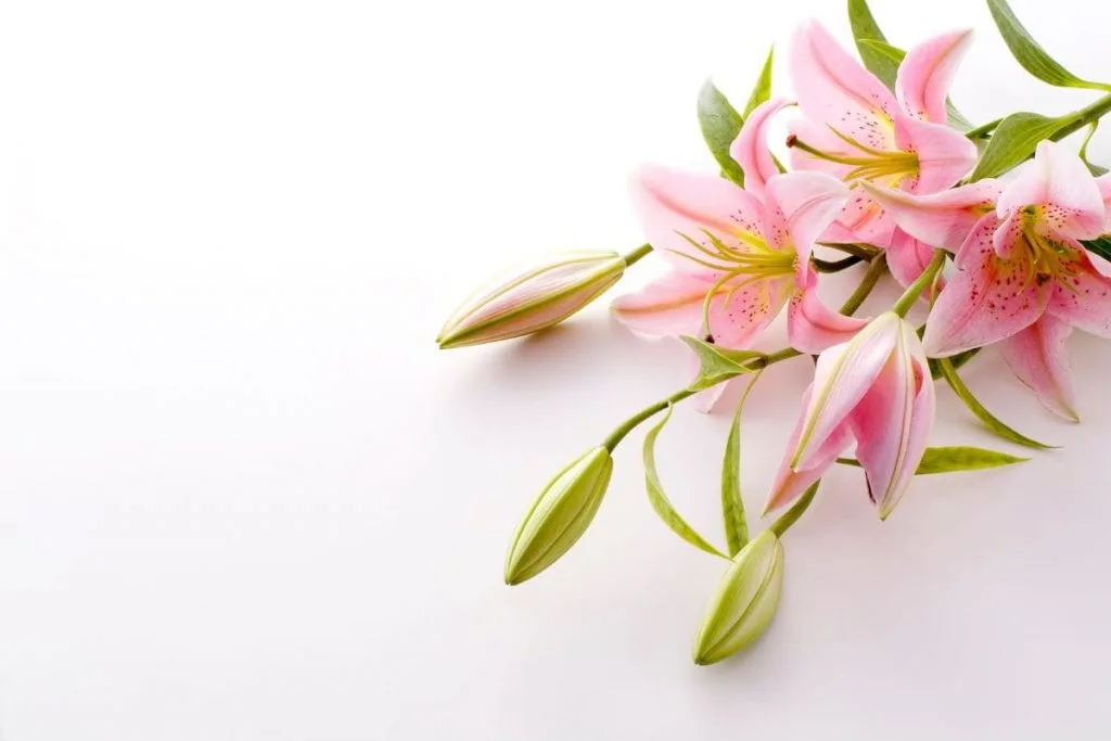 Use-Of-Lily-Flowers-And-What-To-Do-When-Lilies-Have-Finished-Flowering