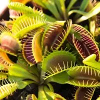 Venus-Fly-Trap-Terrarium_-Carnivorous-Plants-Care-Guide