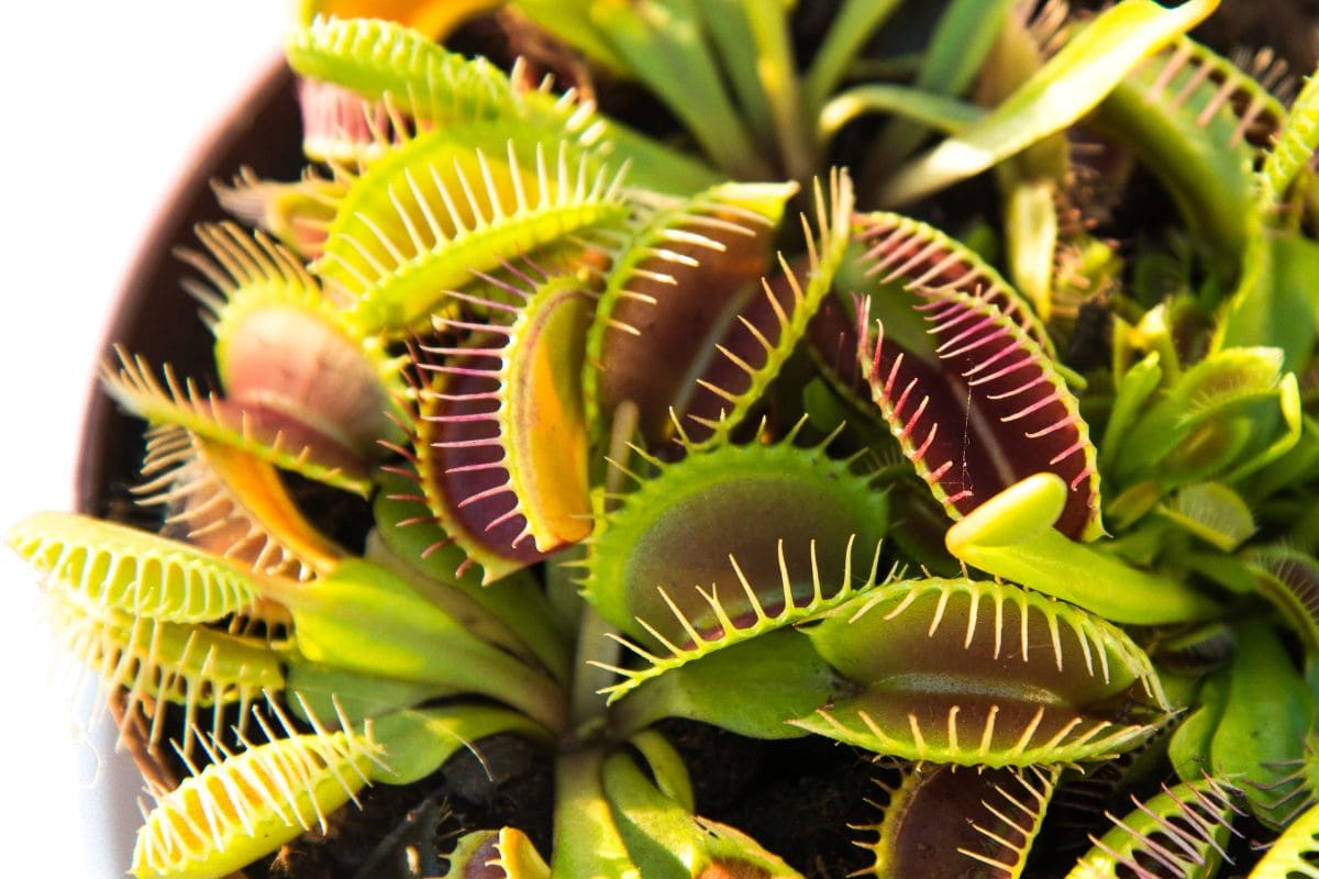 Venus Fly Trap Terrarium Carnivorous Plants Care Guide Plantisima