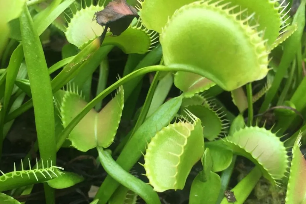 Venus Fly Trap Terrarium in-Winter