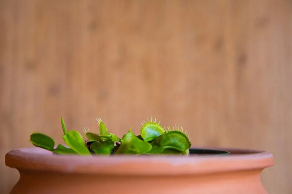 Venus-Flytrap-Soil-Type