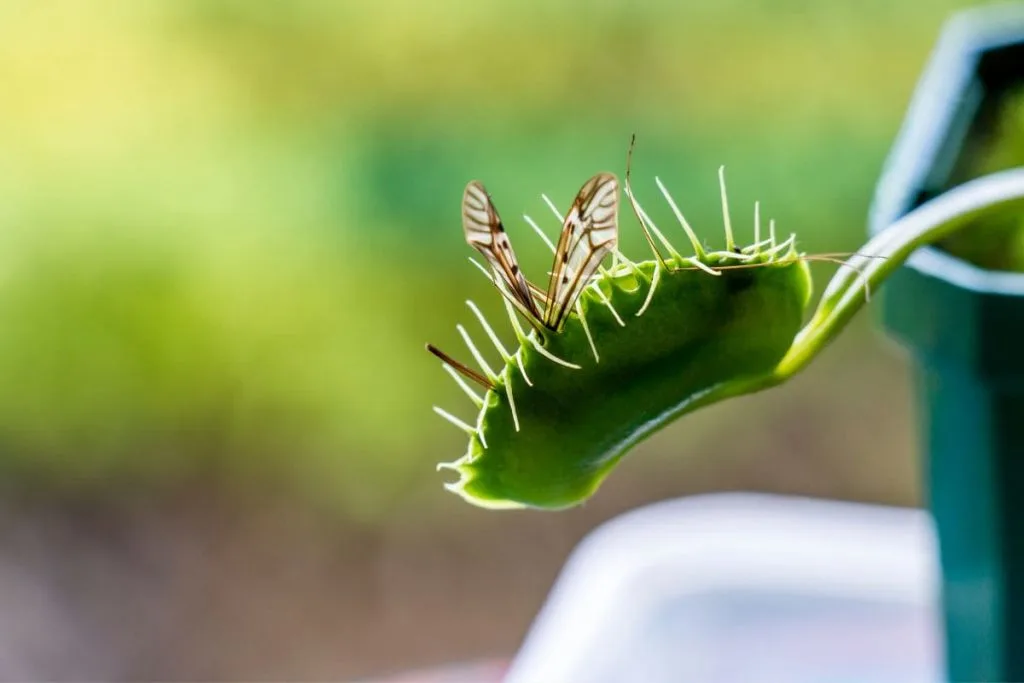 Watering-Schedule-For-Venus-Flytraps