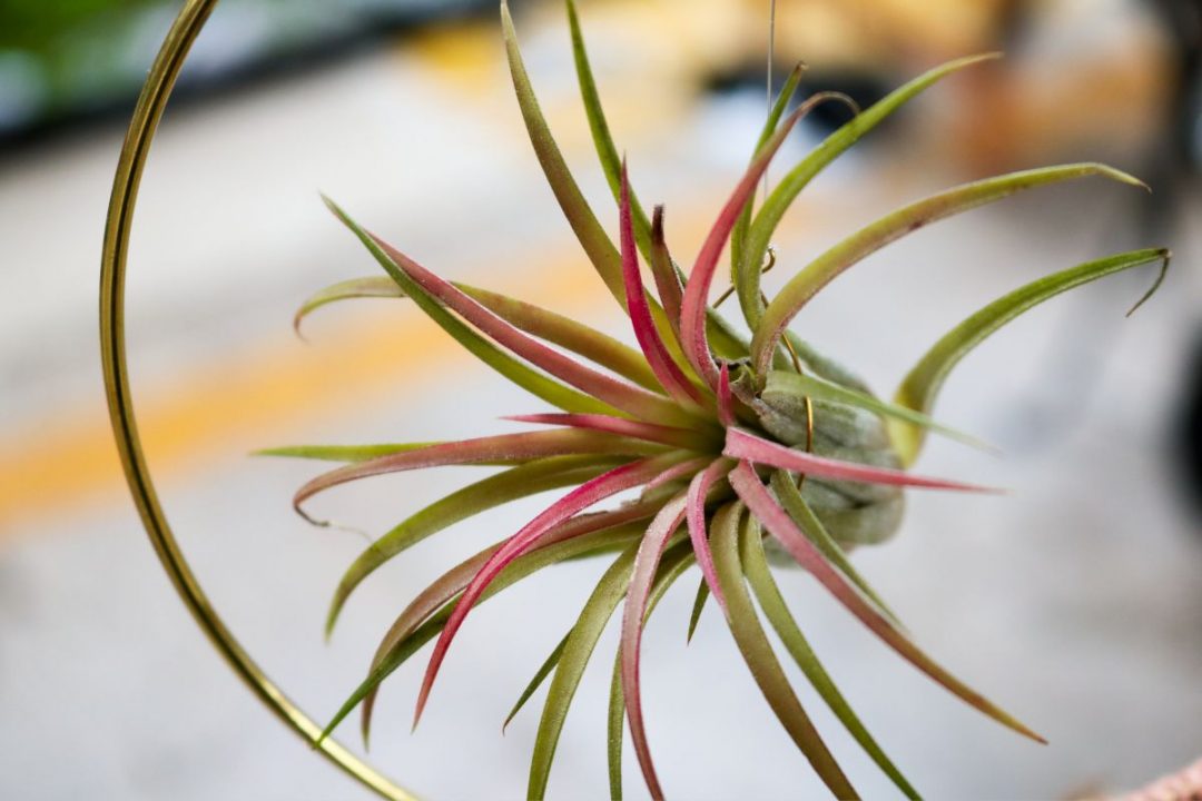 How Long Do Air Plants Live Air Plants Life Cycle And More Plantisima