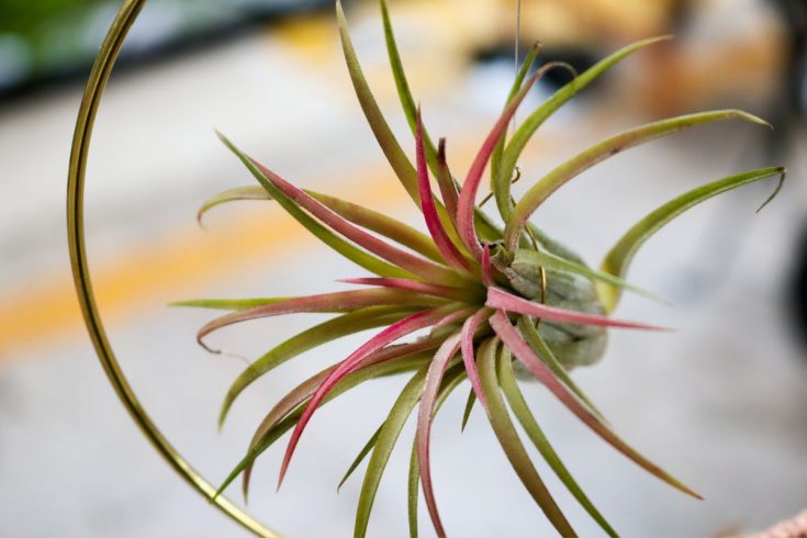 How Long Do Air Plants Live: Air Plants Life Cycle And More - Plantisima