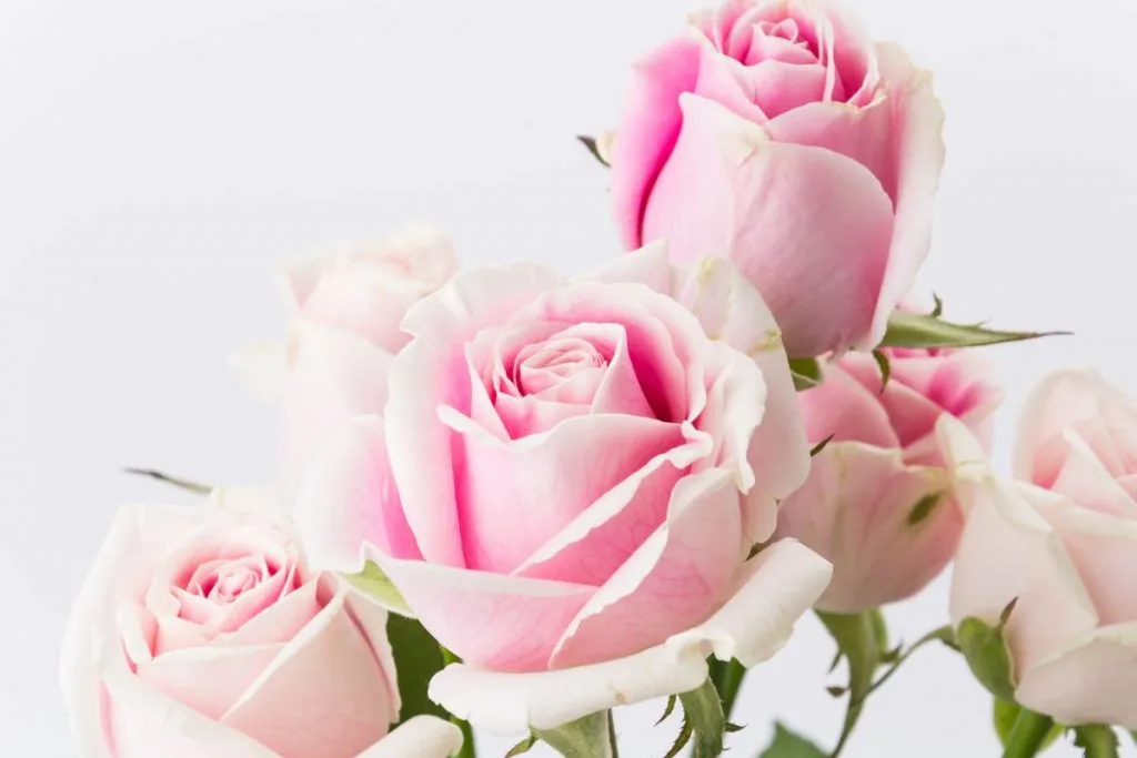 What-Do-White-And-Pink-Roses-Mean-When-Combined