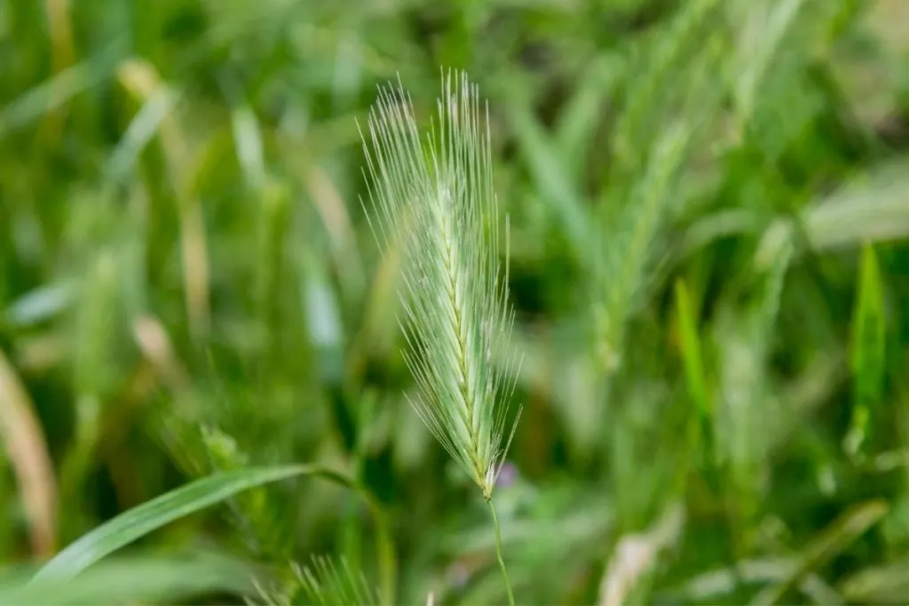 What-Do-You-Need-To-Know-About-How-Long-After-Planting-Grass-Seed-Can-You-Walk-On-It_