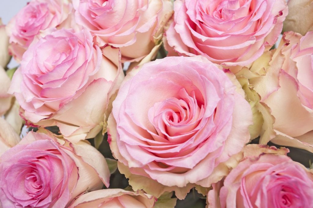 What-Does-A-Pink-Rose-Means-In-Friendship_