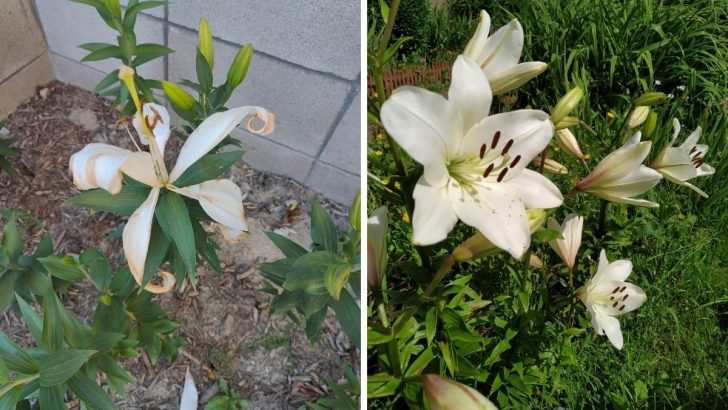 What To Do When Lilies Have Finished Flowering?