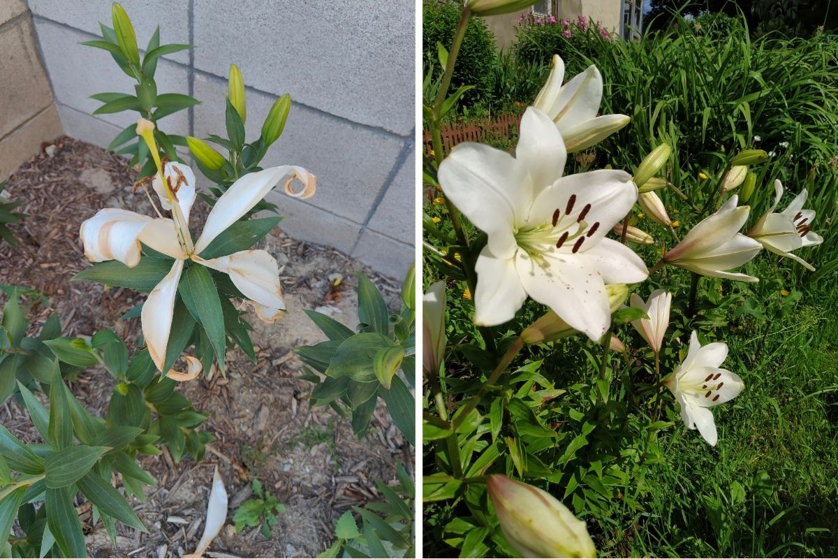 What To Do When Lilies Have Finished Flowering