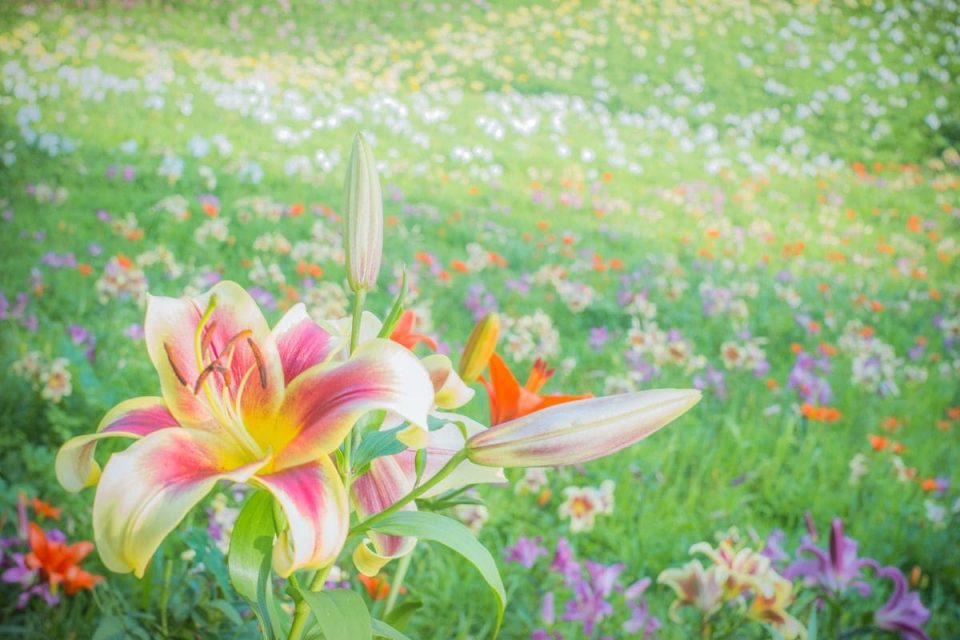 What To Do When Lilies Have Finished Flowering? Plantisima