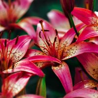 What-To-Do-When-Lilies-Have-Finished-Flowering_-Use-And-Care-Guide-Of-Lily-Flowers