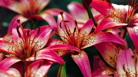 What To Do When Lilies Have Finished Flowering? - Plantisima