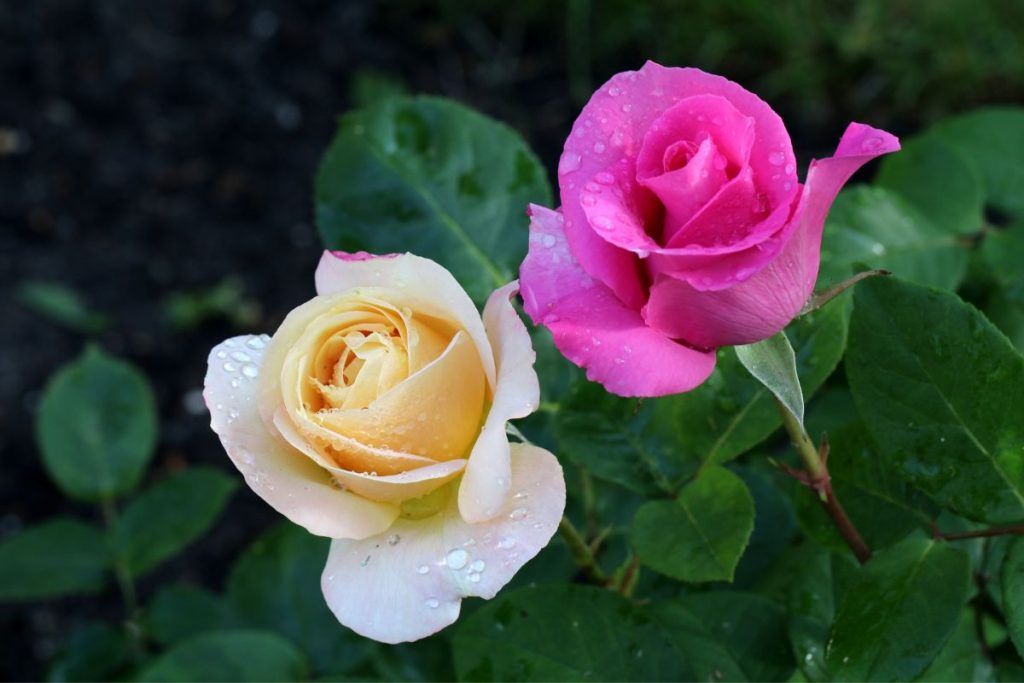 Yellow-Roses-And-Pink-Roses-Symbolism