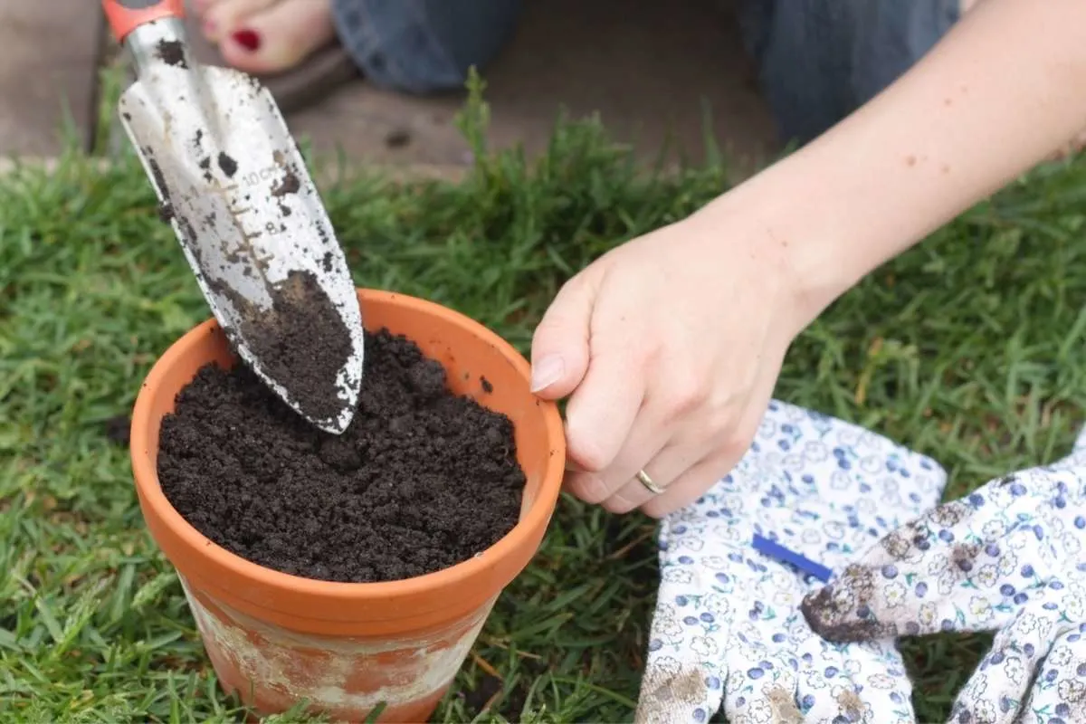 pot with fresh and clean soil, with no White Fungus Balls In Soil