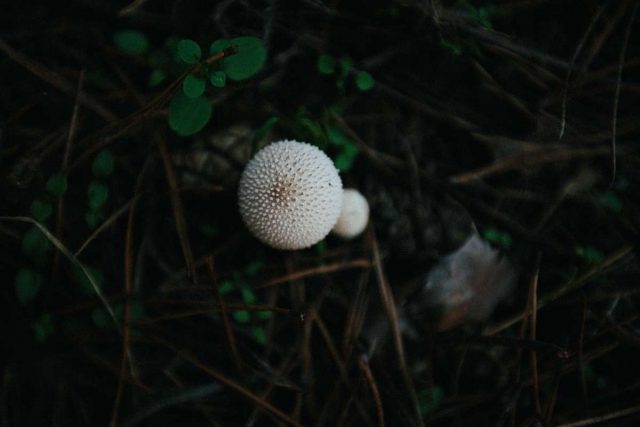 white-fungus-balls-in-soil-what-does-it-mean-plantisima