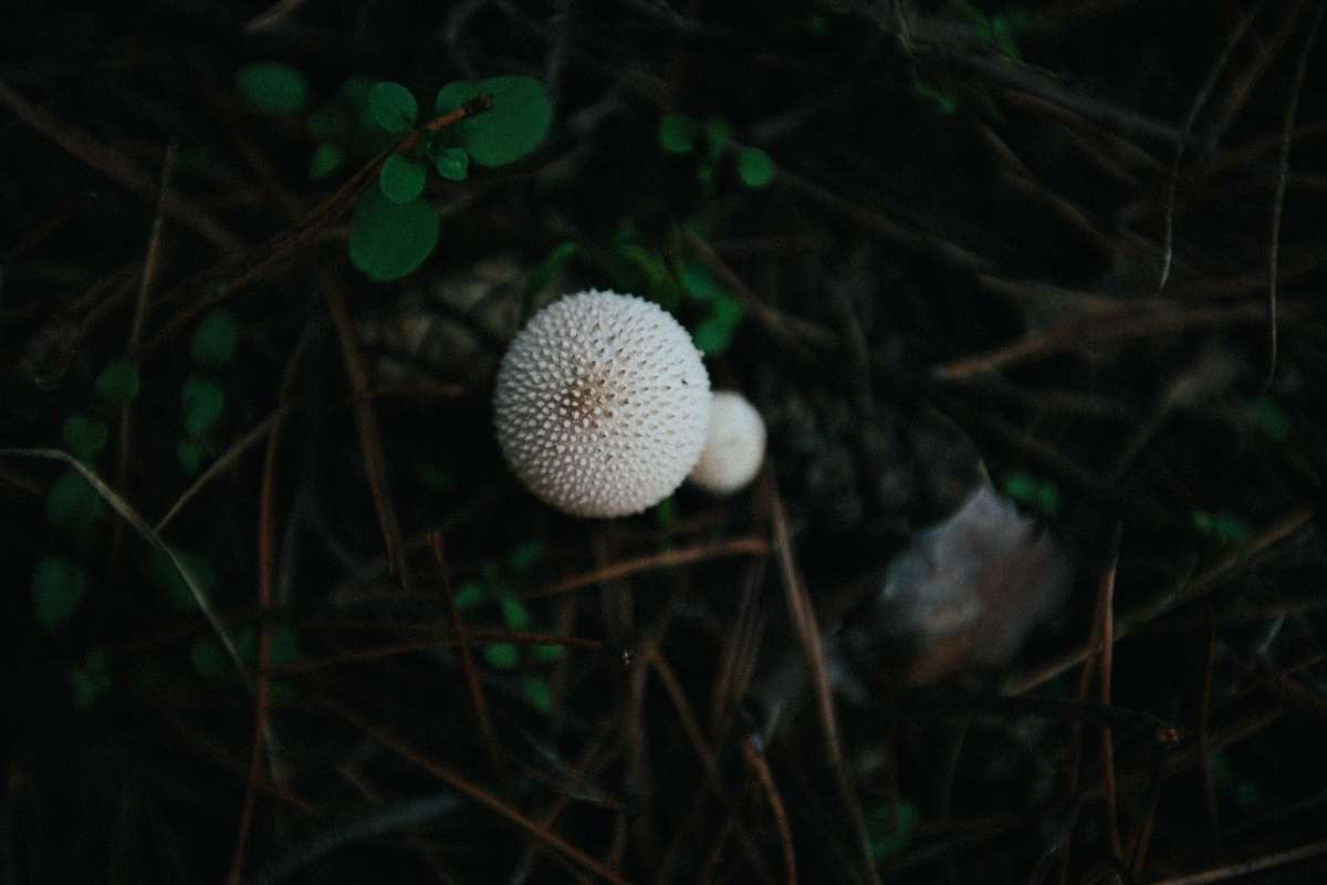 single white fungus ball zoomed in, White Fungus Balls In Soil