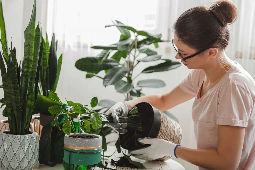 woman transplanting houseplant in the living room