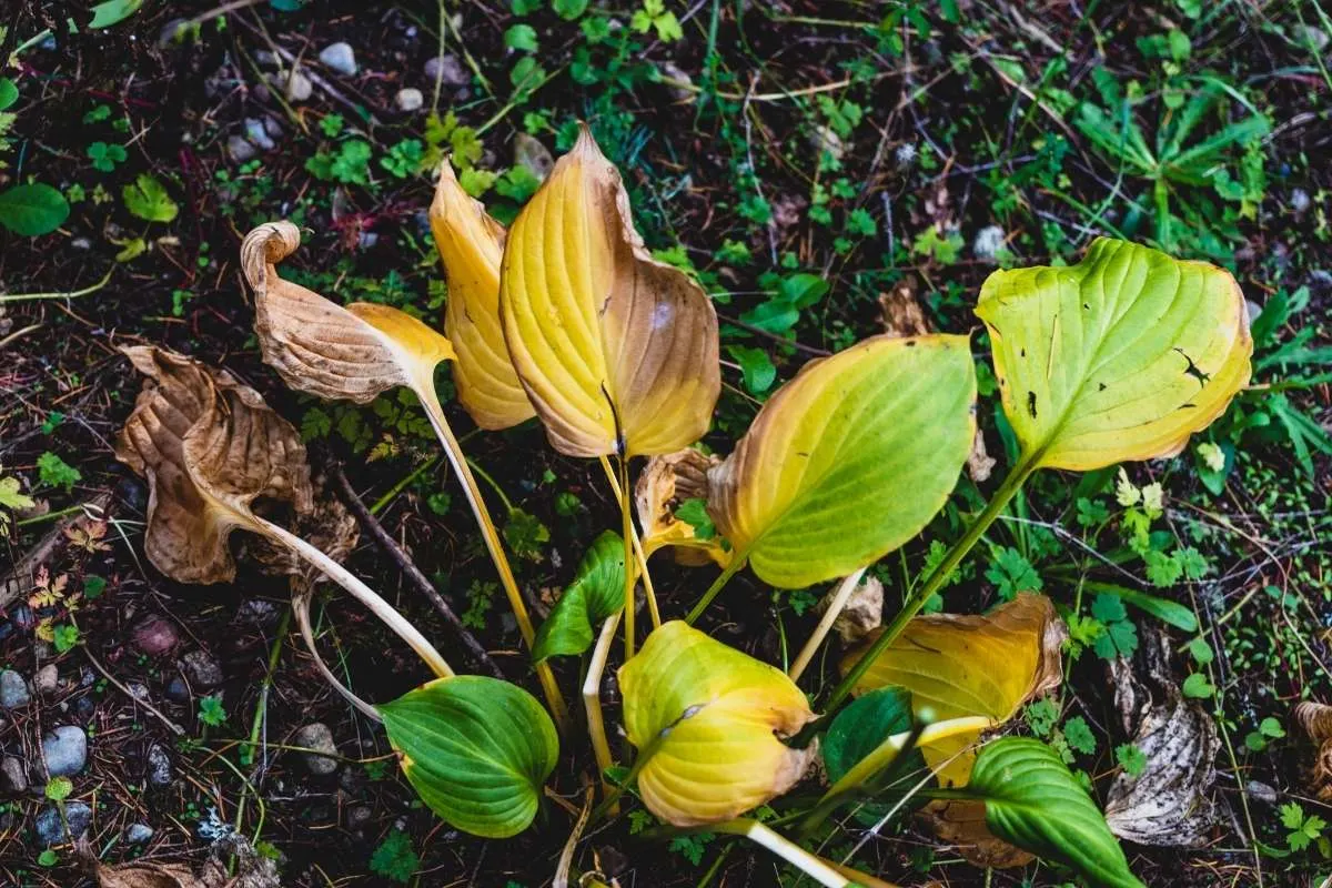 yellow leaves slowly decaying on the ground