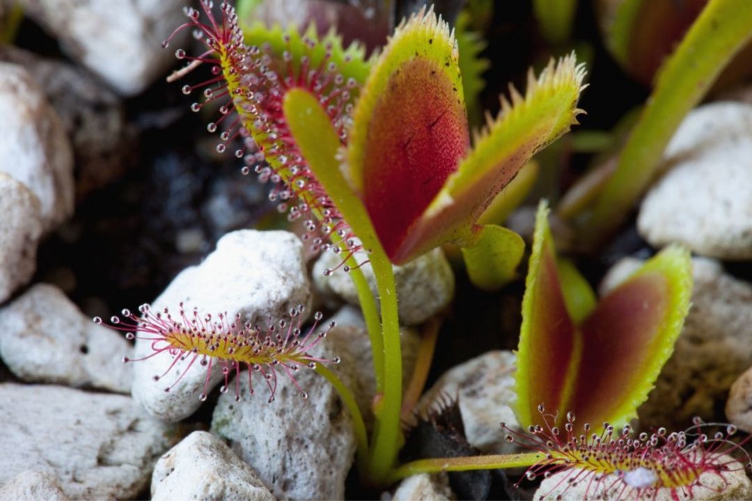 Underwater Flowers 15 Aquatic Plants For Your Water Garden Indoors
