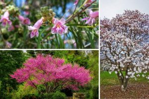 11 Stunning Flowering Trees Perfect for Texas Gardens