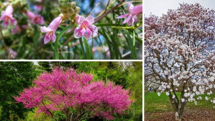 11 Stunning Flowering Trees Perfect for Texas Gardens