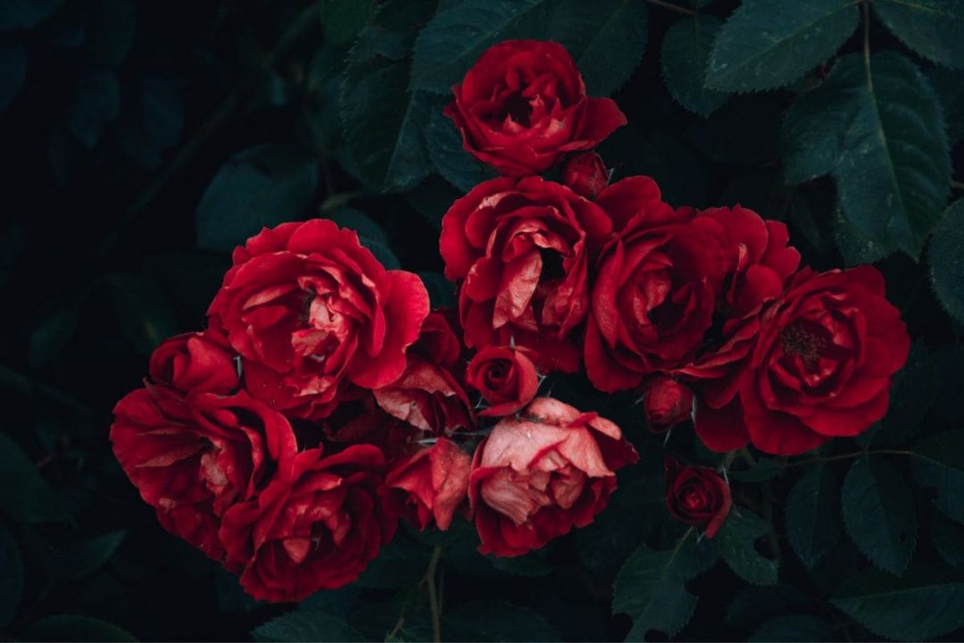 Red Rose Meaning In Relationship Red Petals Language Plantisima