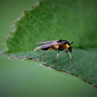 13-Simple-Tips-For-How-To-Get-Rid-Of-Gnats-In-Plants-Naturally
