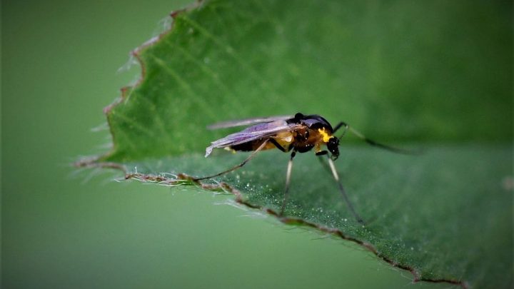 13 Simple Tips For How To Get Rid Of Gnats In Plants Naturally
