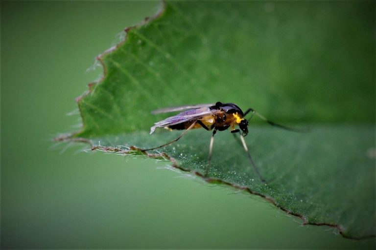 13-Simple-Tips-For-How-To-Get-Rid-Of-Gnats-In-Plants-Naturally