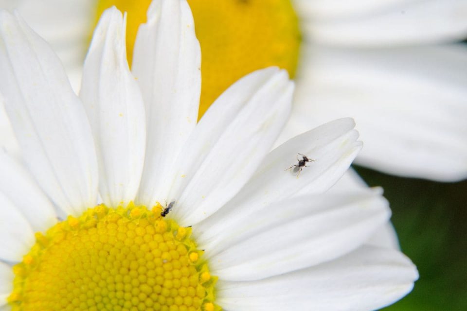 13 Simple Tips For How To Get Rid Of Gnats In Plants Naturally Plantisima