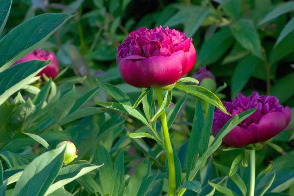 13.-Japanese-Peony-And-Symbolism-Of-Bright-Violet-Petals